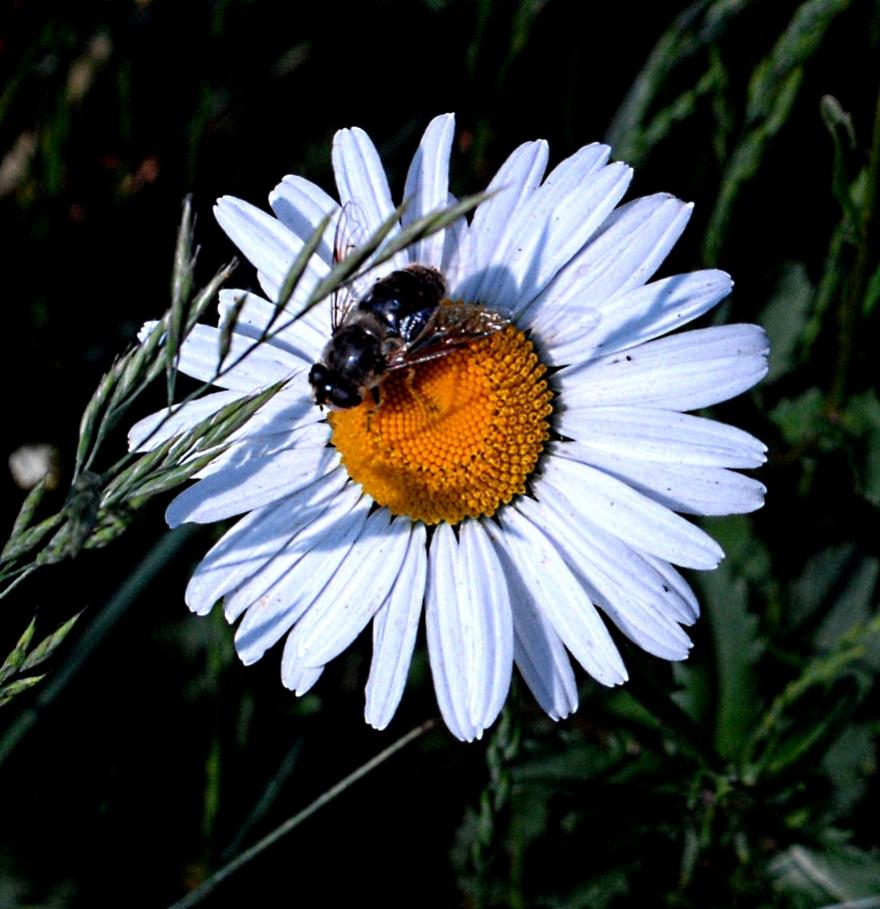 Fliege als Pollenräuberin