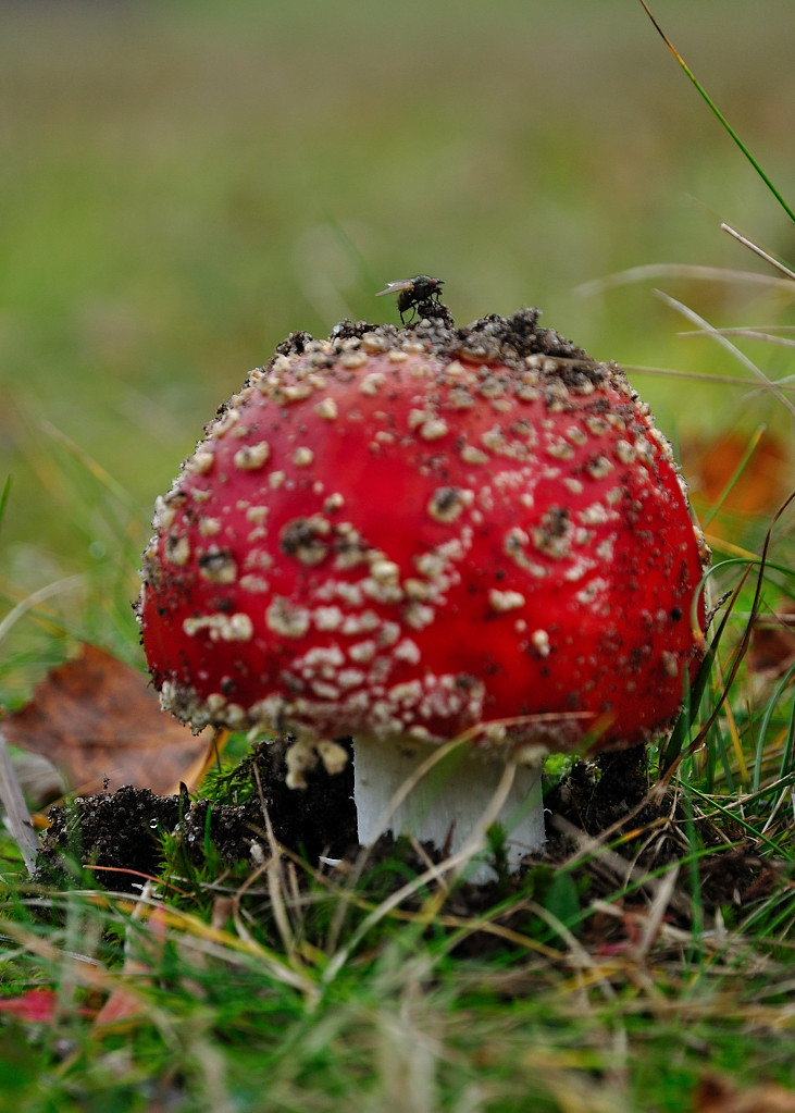 Fliege an Pilz