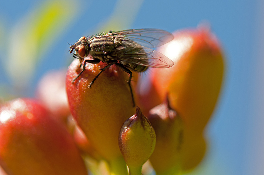 Fliege auf Blüte