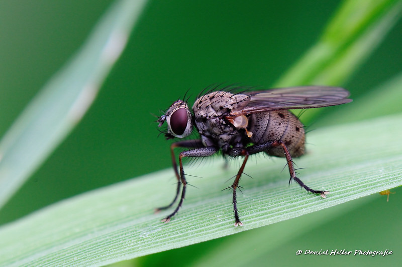 Fliege auf Blatt