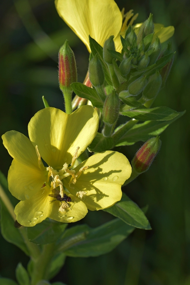 Fliege auf Blume