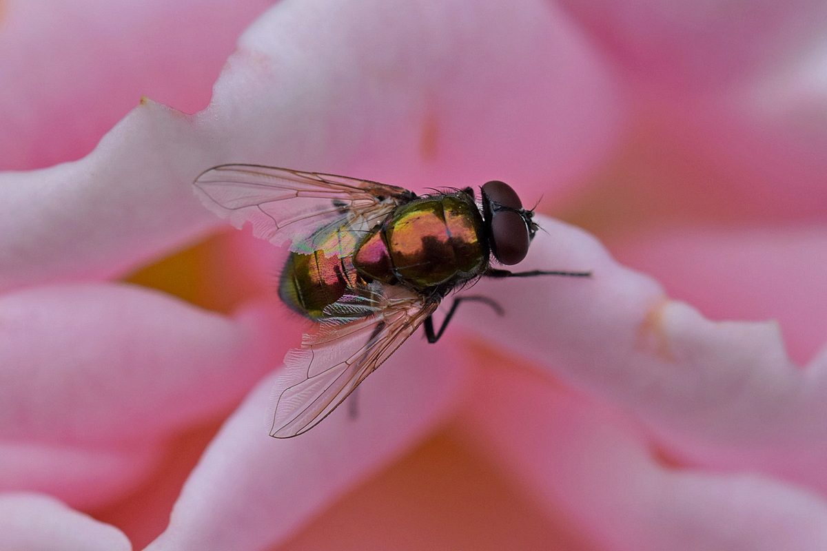 Fliege auf Rose