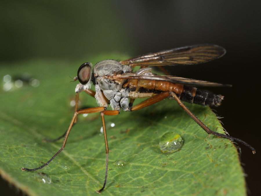 Fliege Beispiel