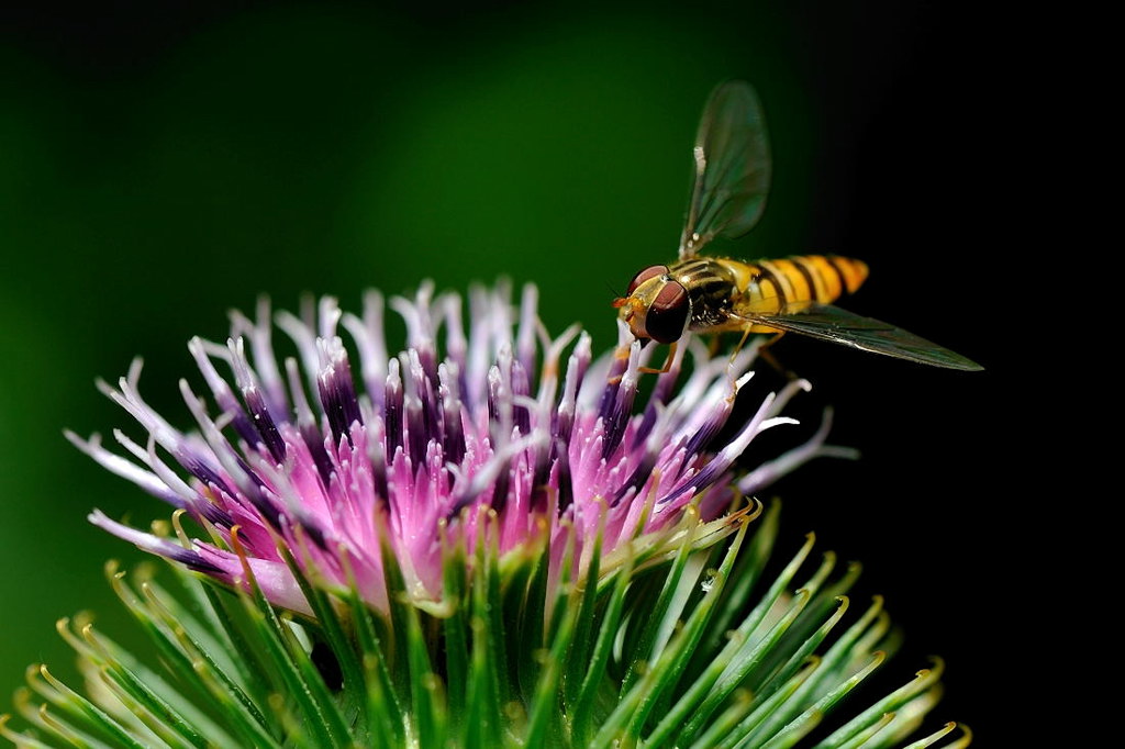 Fliege
D700, Nikkor 105mm f/2.8G ED-IF AF-S VR Micro