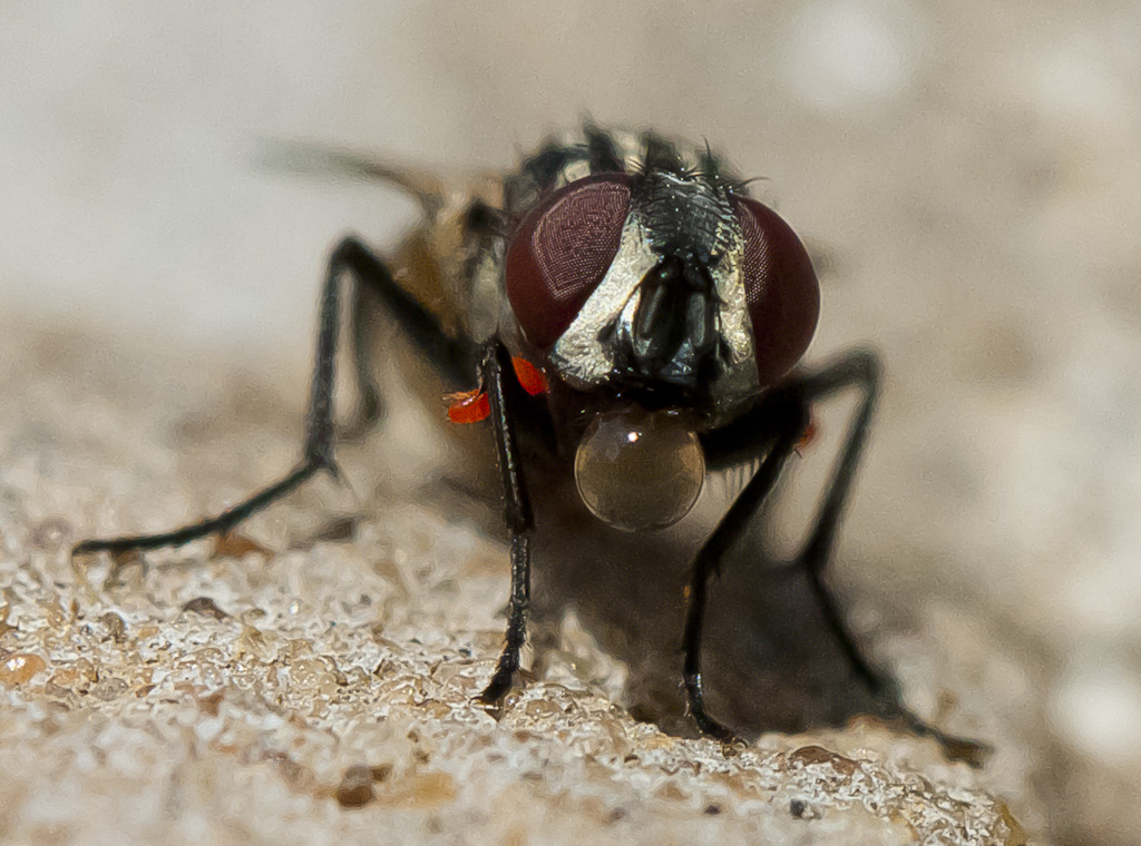 Fliege I