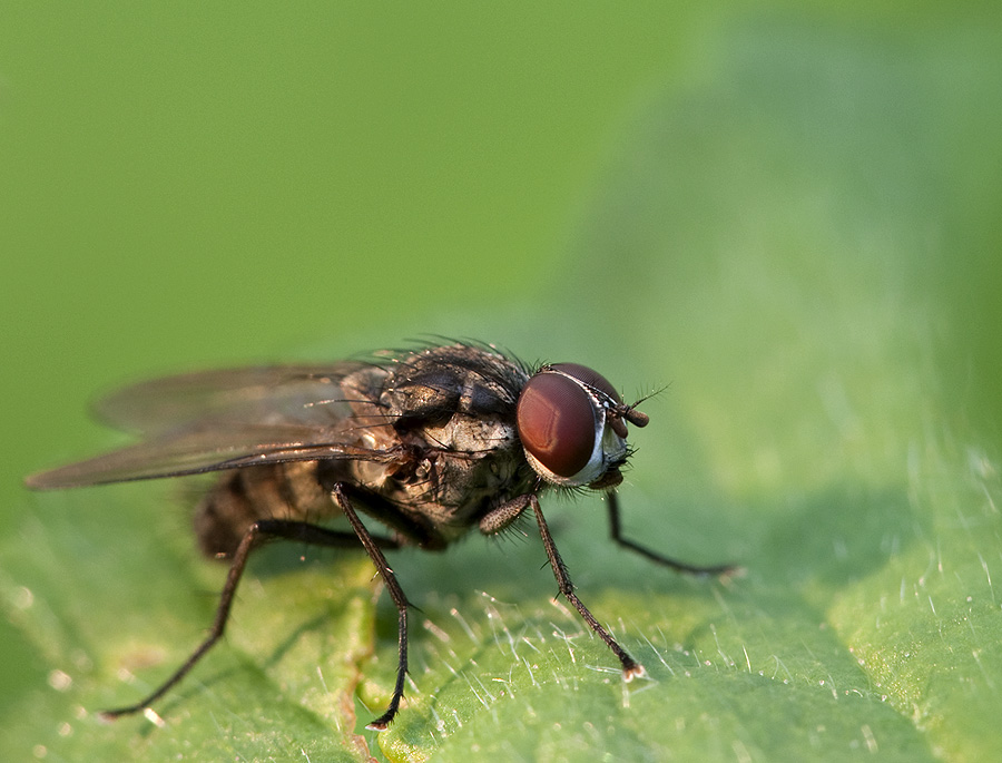 Fliege im Licht der Taschenlampe, weil die Sonne fehlt.