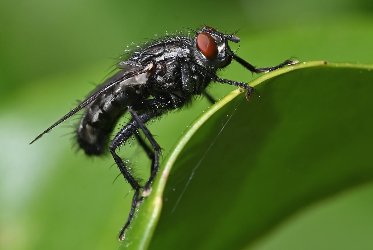 Fliege.JPG