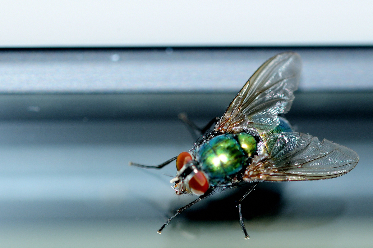 Fliege m. Blitz DSC 4600