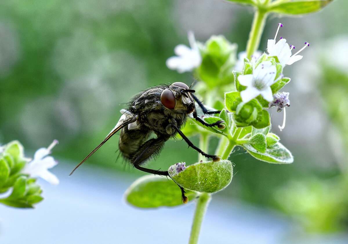 Fliege mit Blume