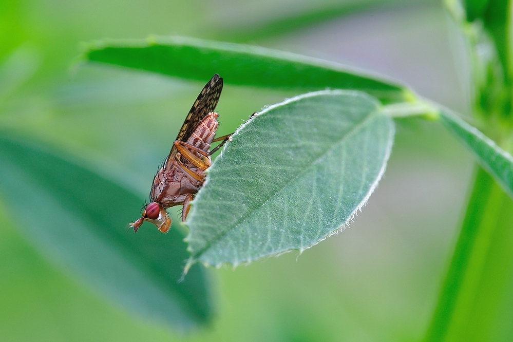 Fliege mit gestreiften roten Augen