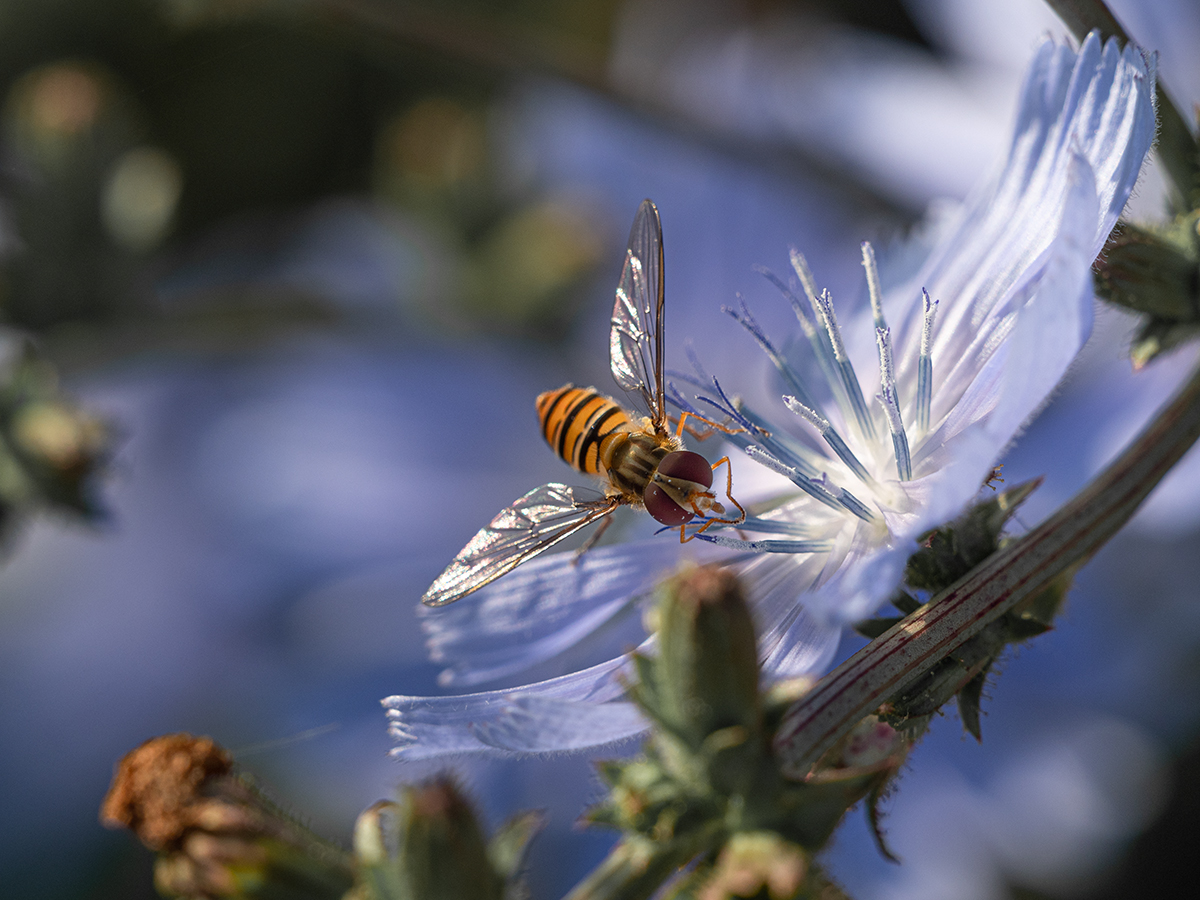 Fliege P6300108.jpg