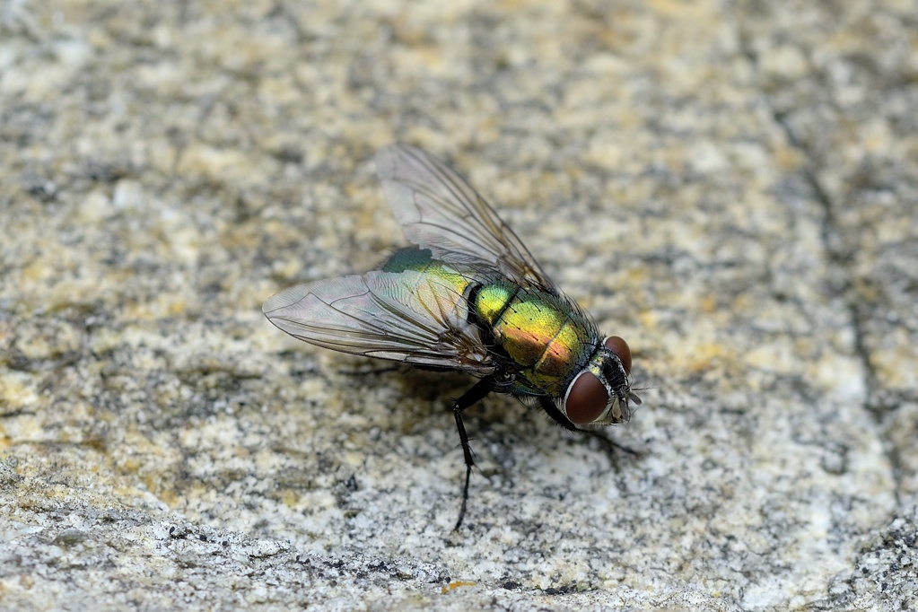 Fliege Tessin 2013