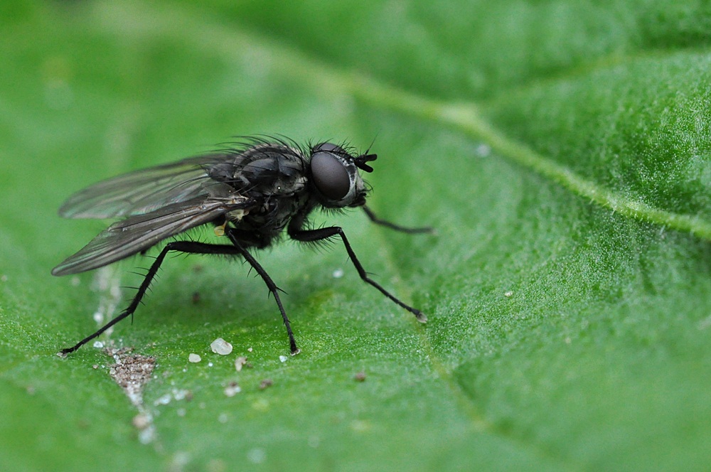 Fliege