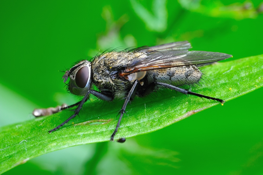 Fliege
