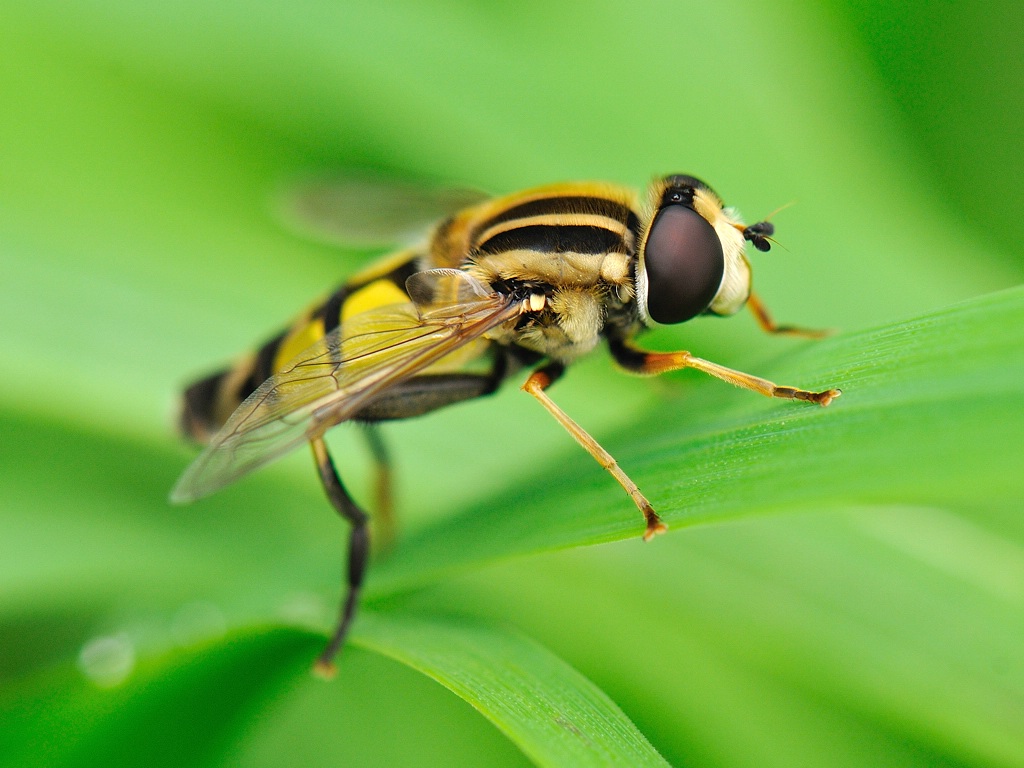 Fliege