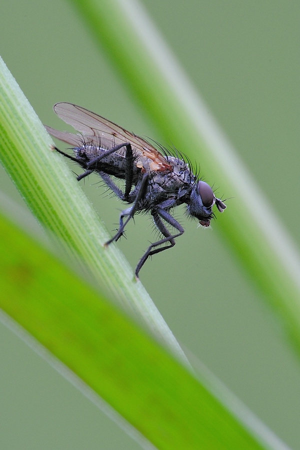 Fliege