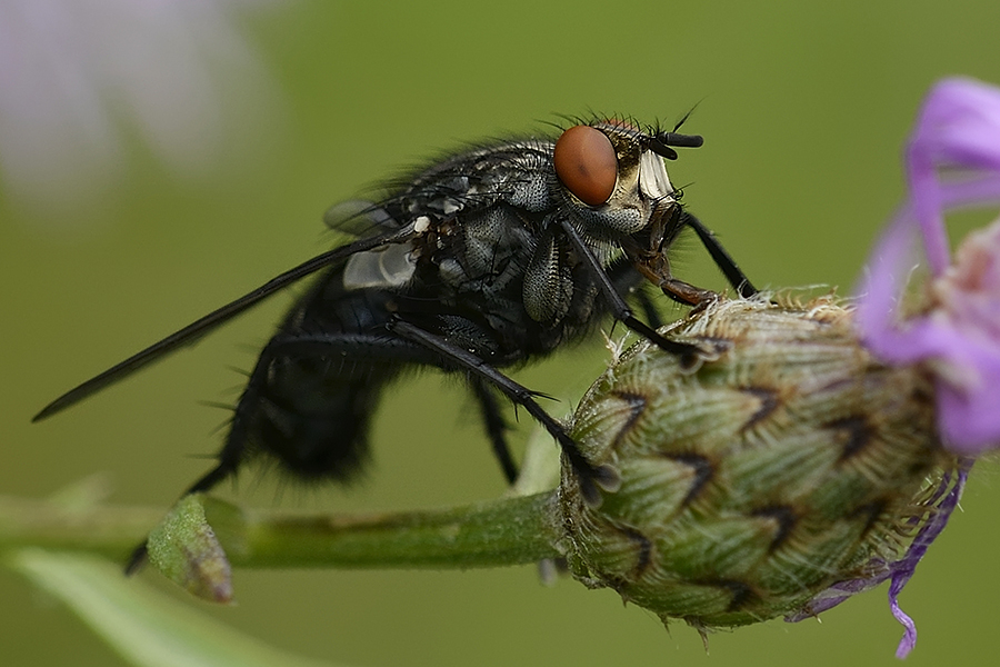Fliege