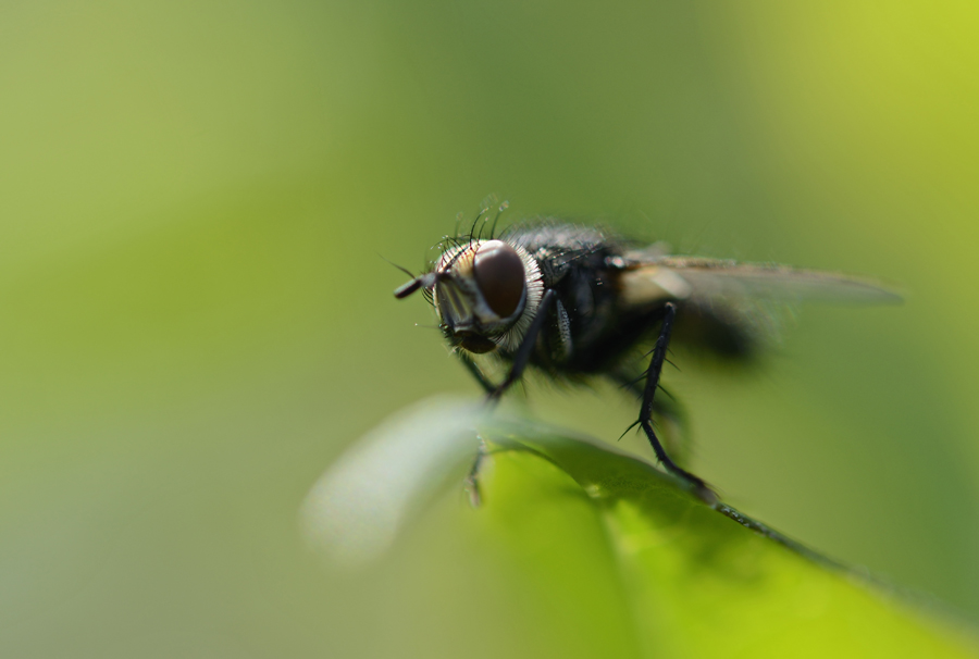 Fliege