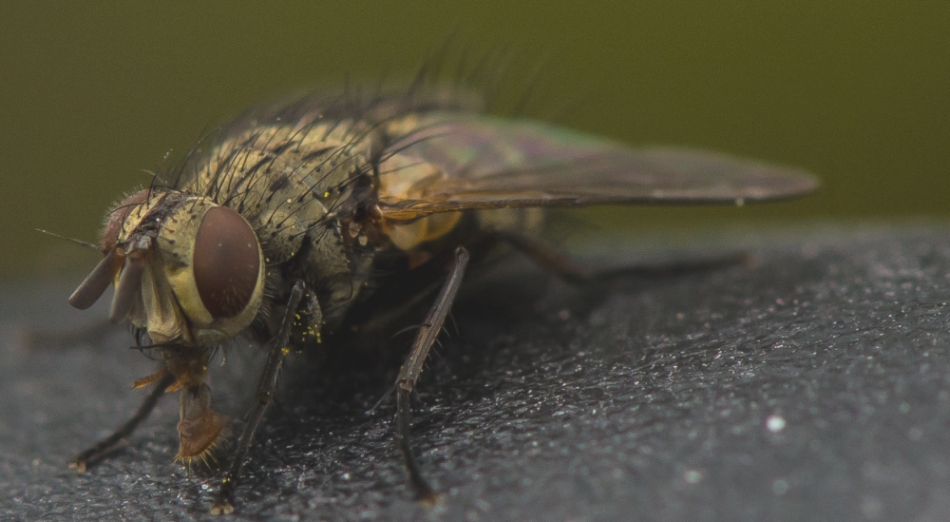 fliege