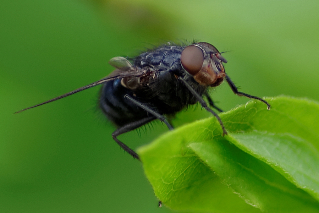 Fliege