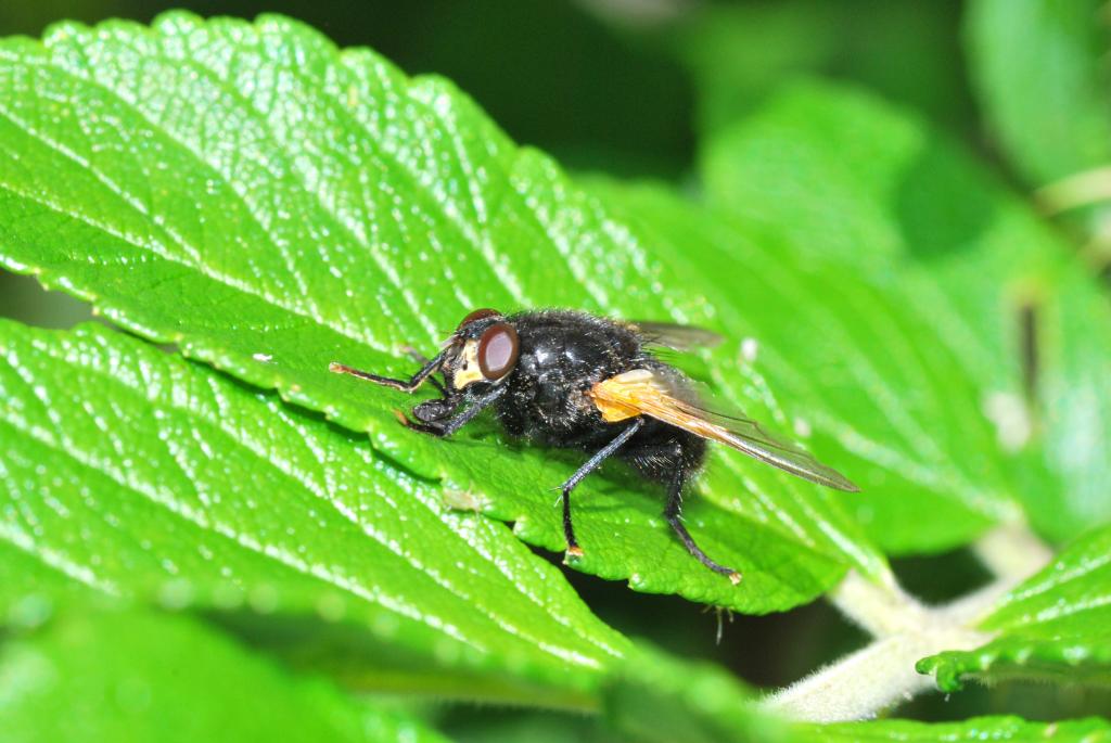 Fliege