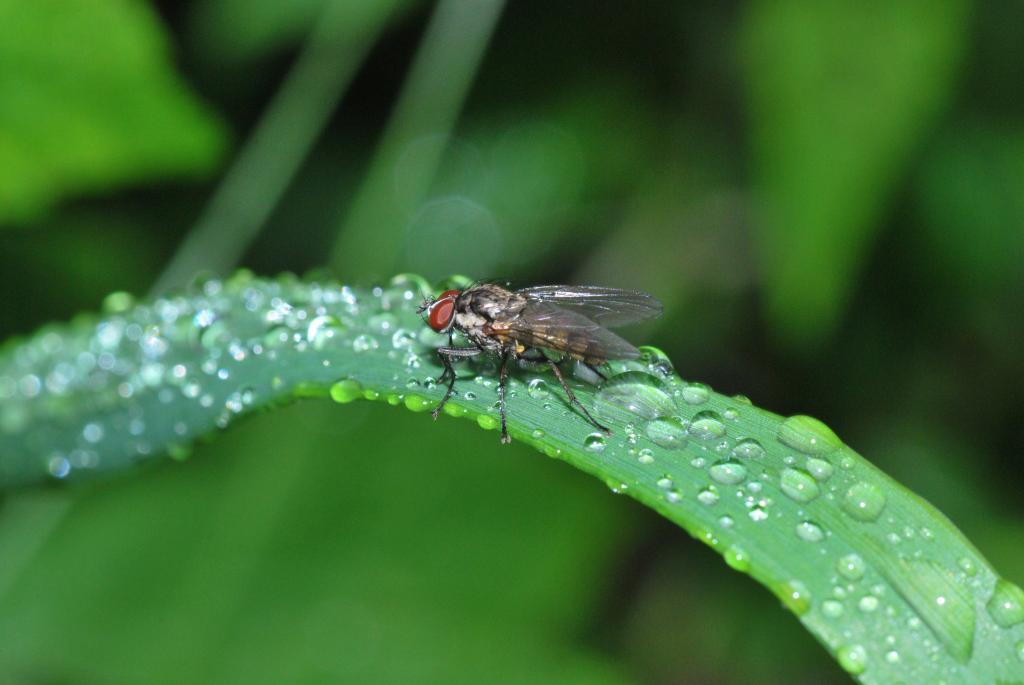 Fliege