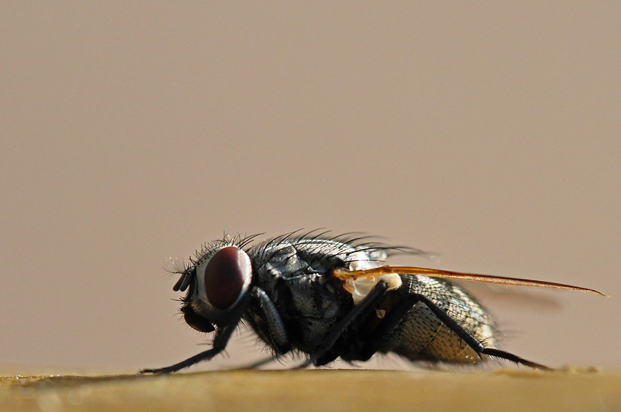 Fliege