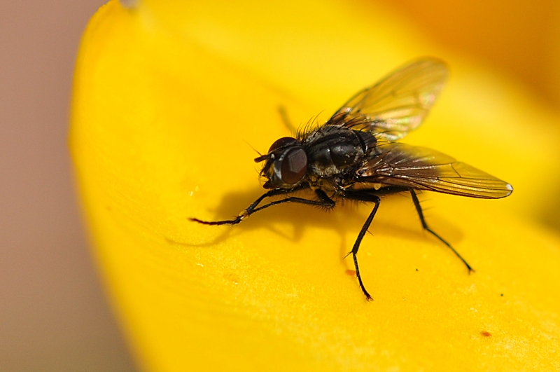 Fliege