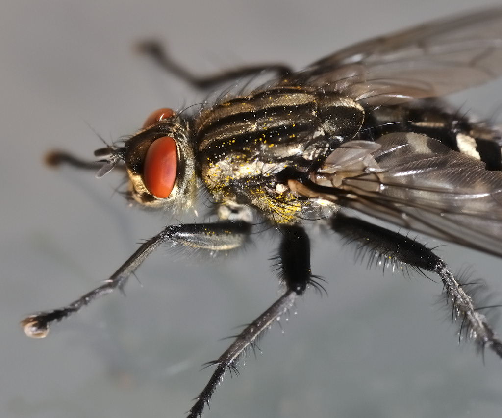 Fliege