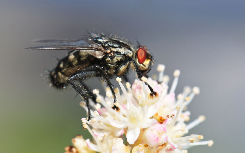 fliege2