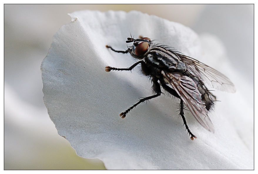 fliege2