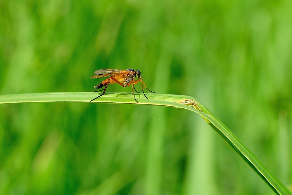 Fliege3
