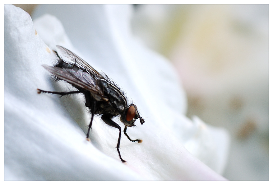 fliege3