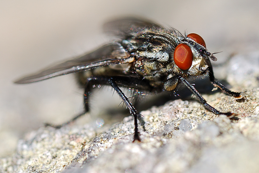 fliege4