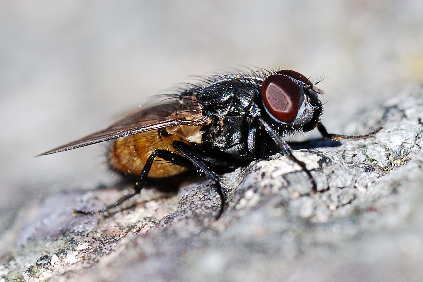 fliege5
