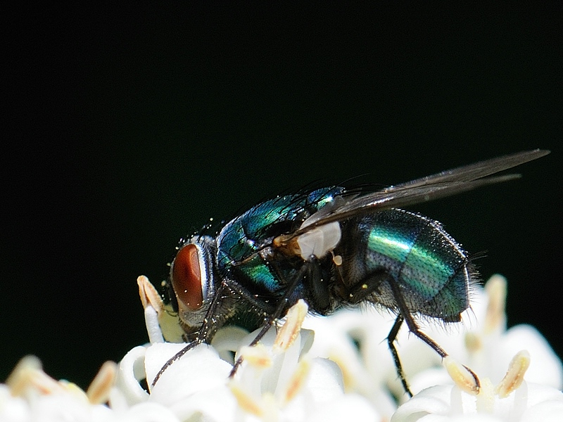 fliege5
