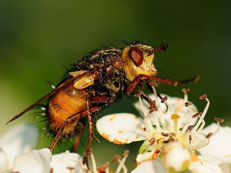 fliege6