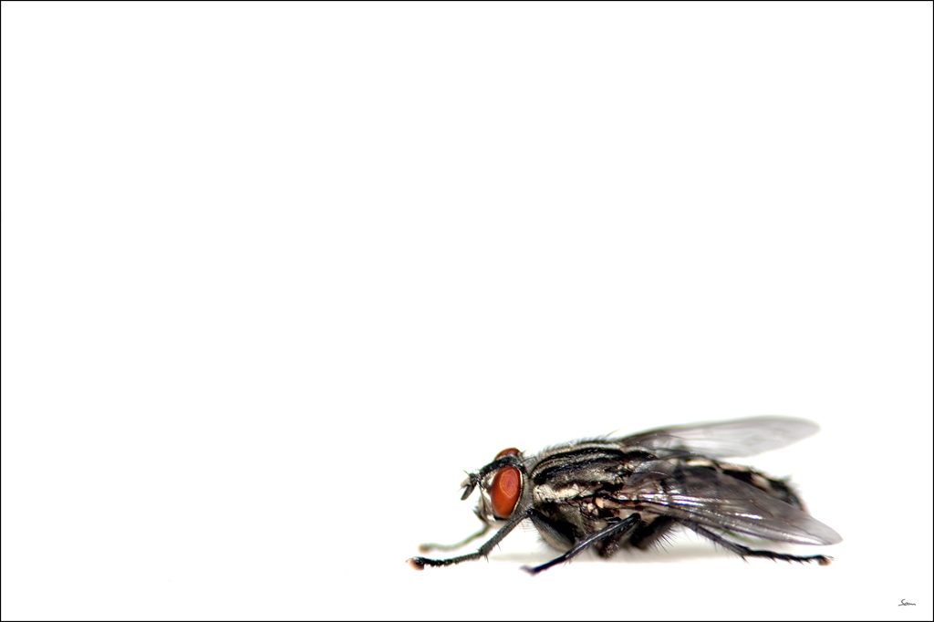 FliegeDSC 6027