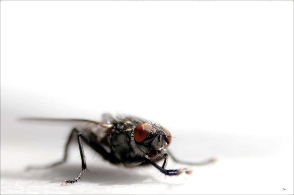 FliegeDSC 6040