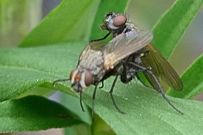 Fliegen