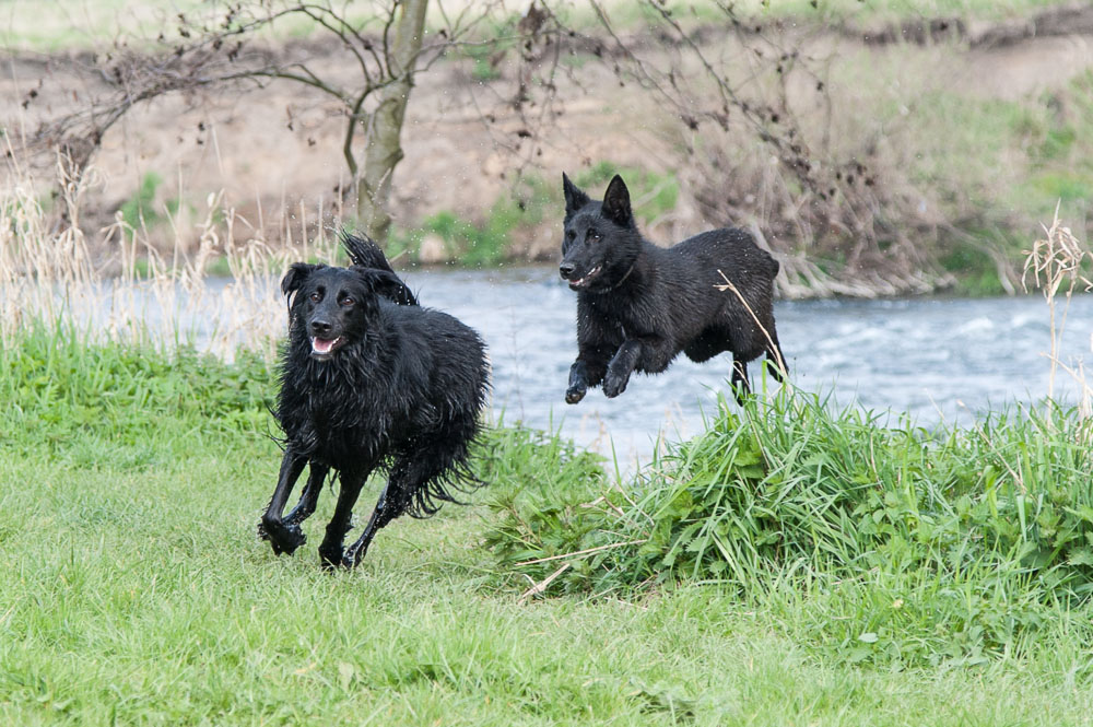 fliegende Hunde