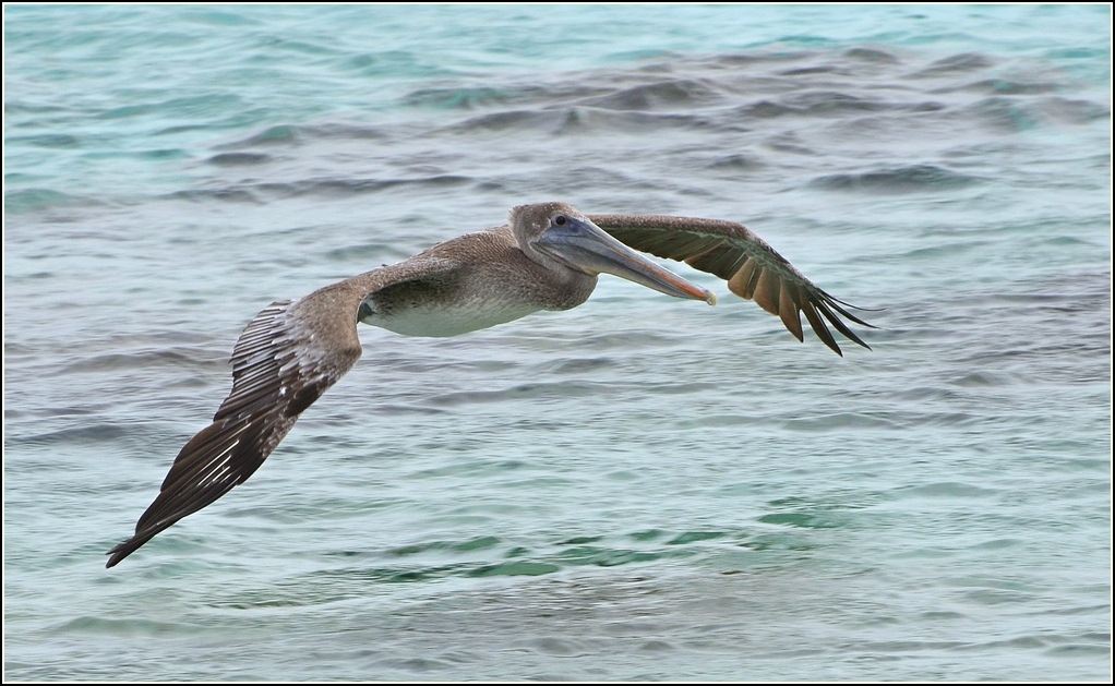 Fliegender Pelikan
