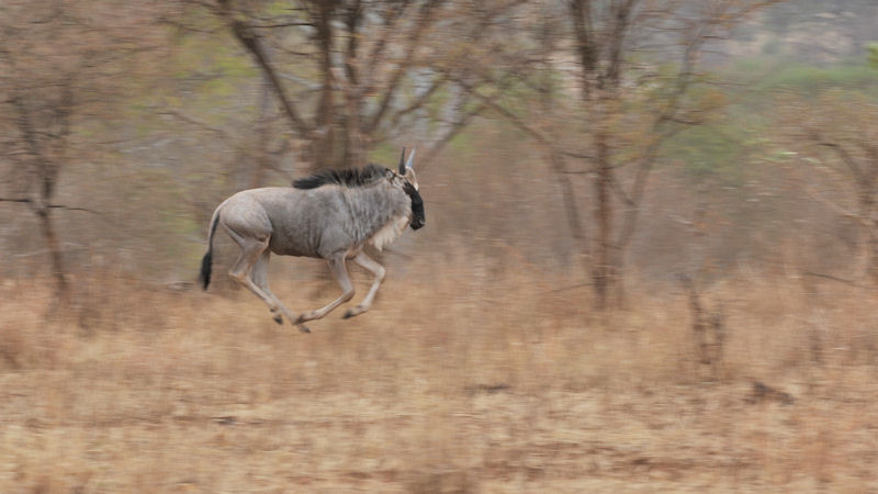 fliegendes Gnu im Tarangire
9607