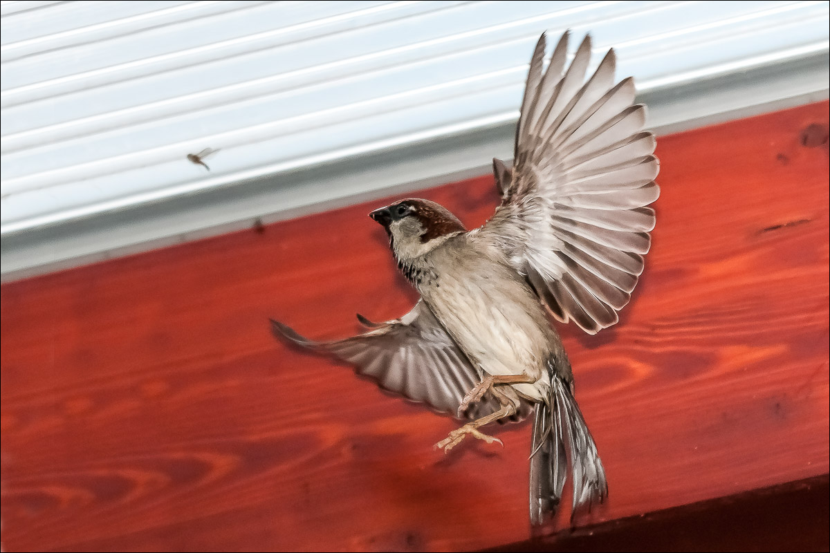 Fliegenjagd