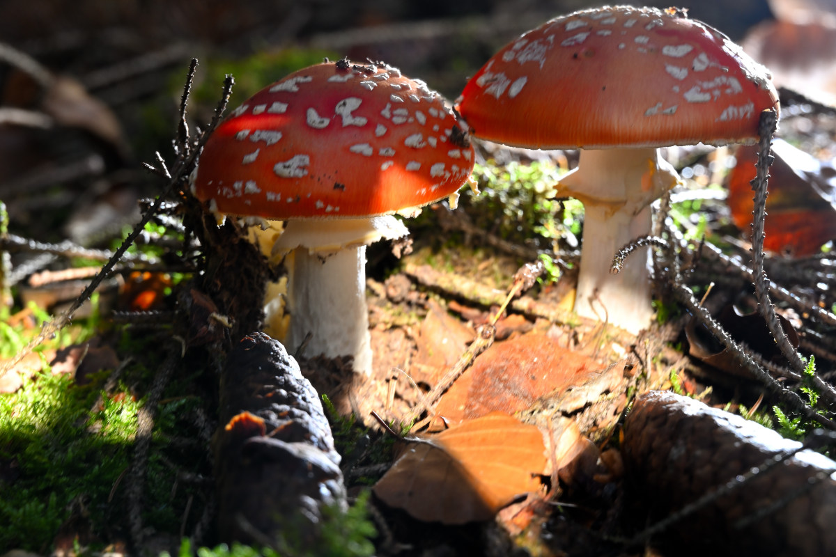 Fliegenpilz-03.JPG