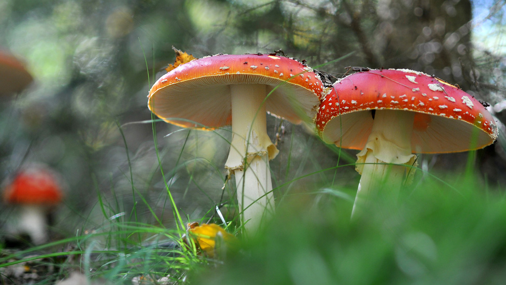 Fliegenpilz 03
