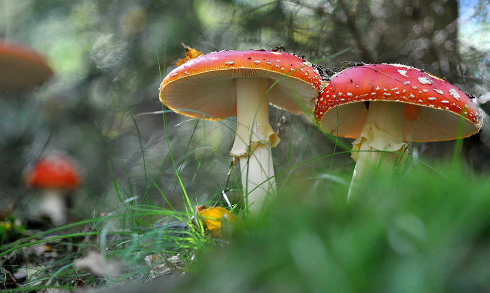 Fliegenpilz 03