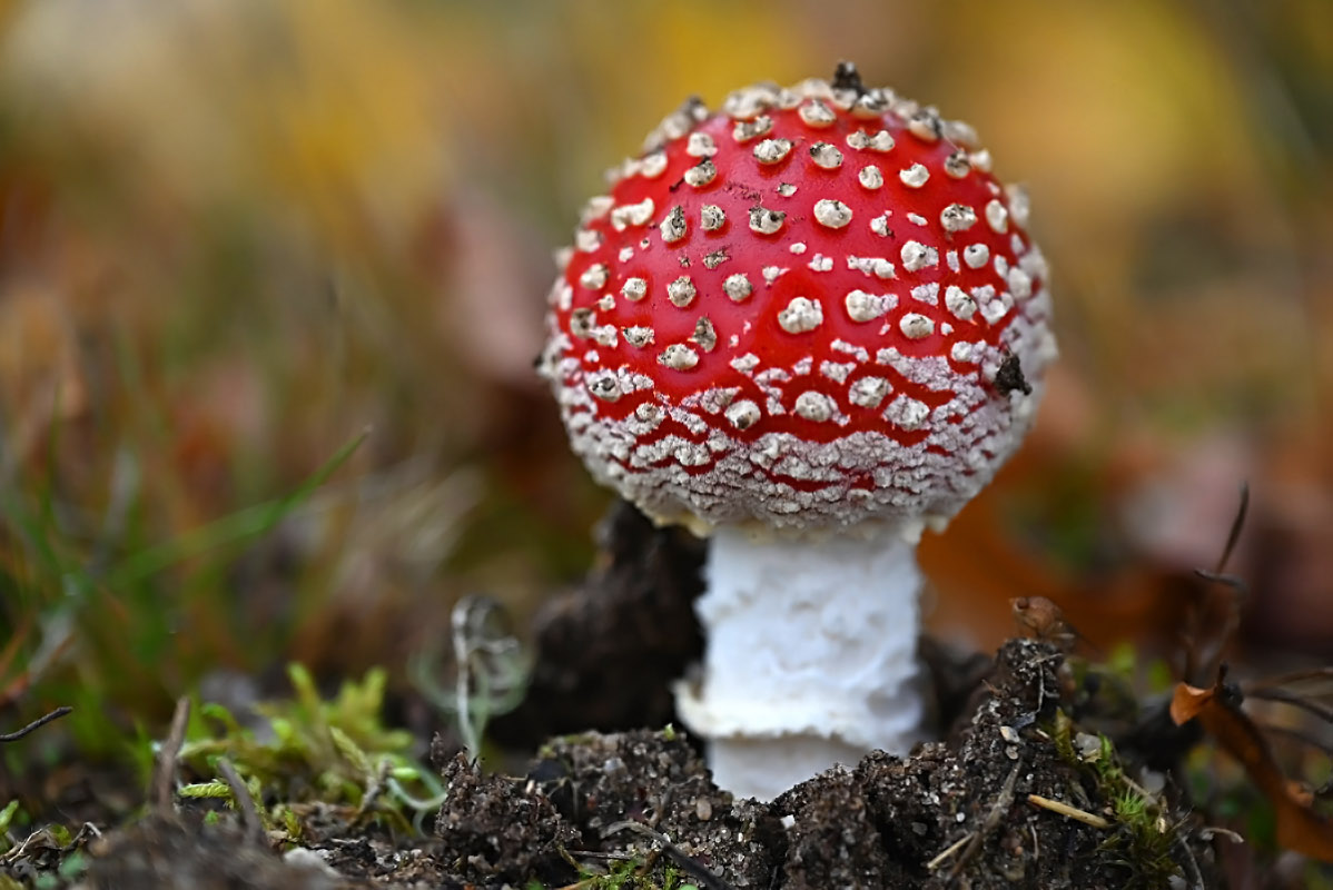 Fliegenpilz 1.jpg