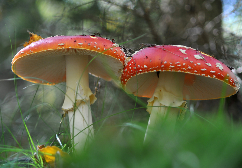Fliegenpilz 1