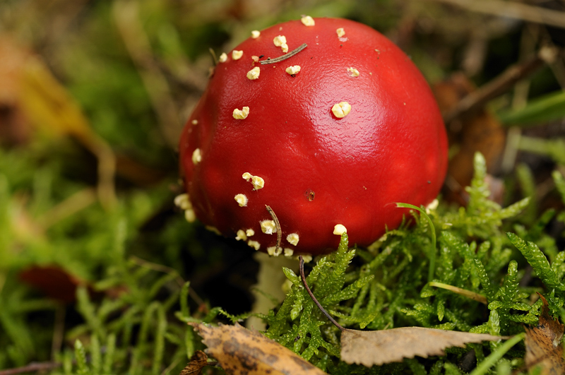 Fliegenpilz 1